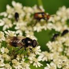 (Hummel) - Schwebfliege