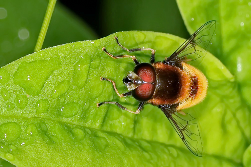 Hummel-Schwebfliege