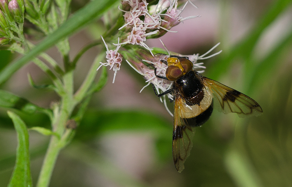 Hummel-Schwebfliege