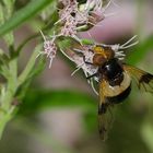 Hummel-Schwebfliege