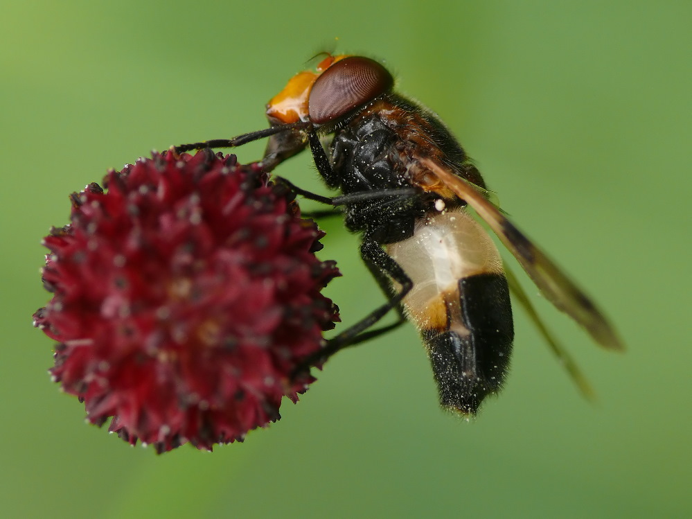 Hummel-Schwebfliege