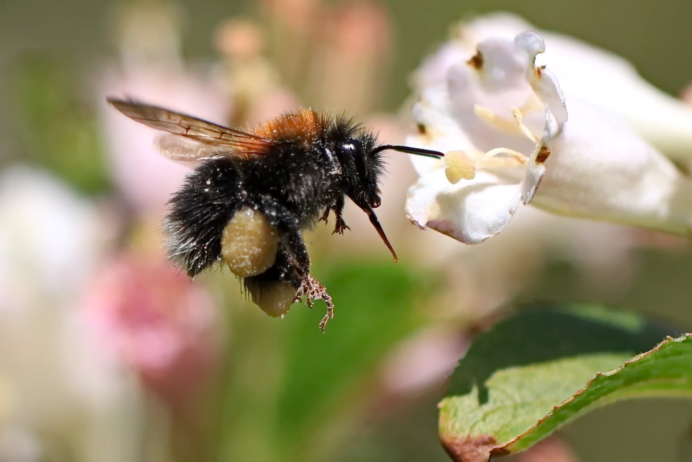 Hummel - schwer beladen