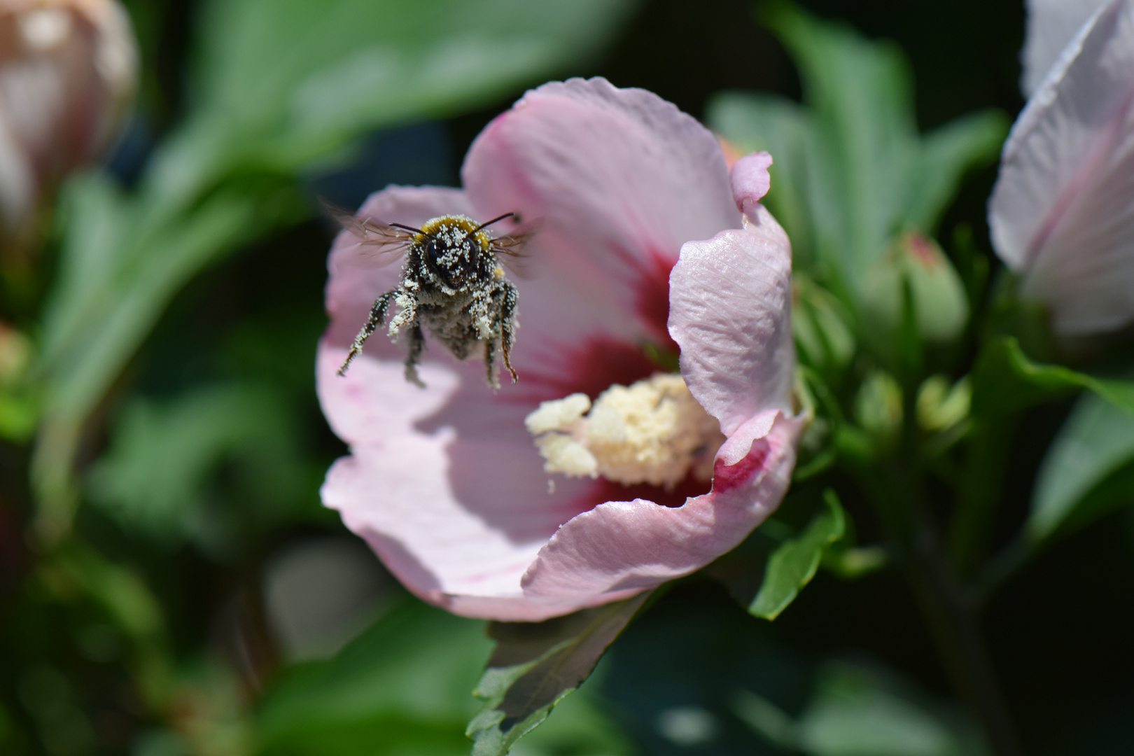 Hummel schwer beladen.