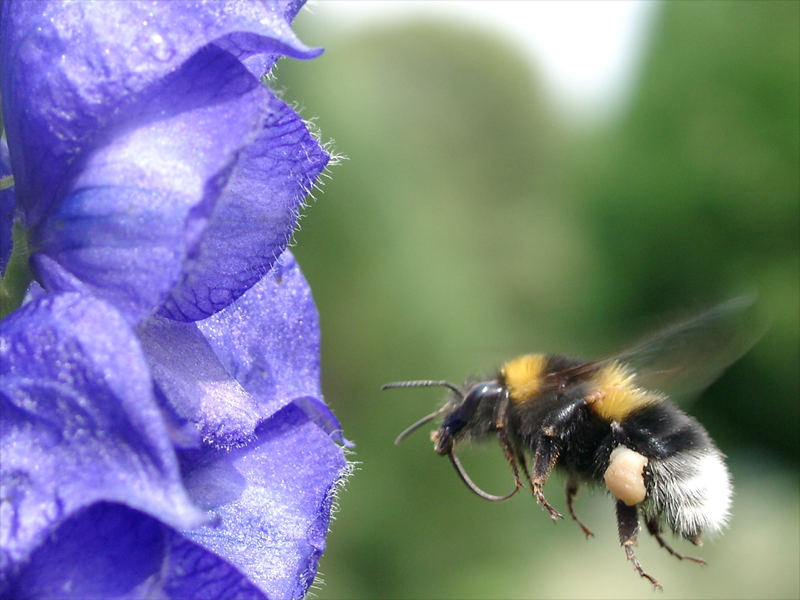 Hummel setzt zum Angriff an. :)