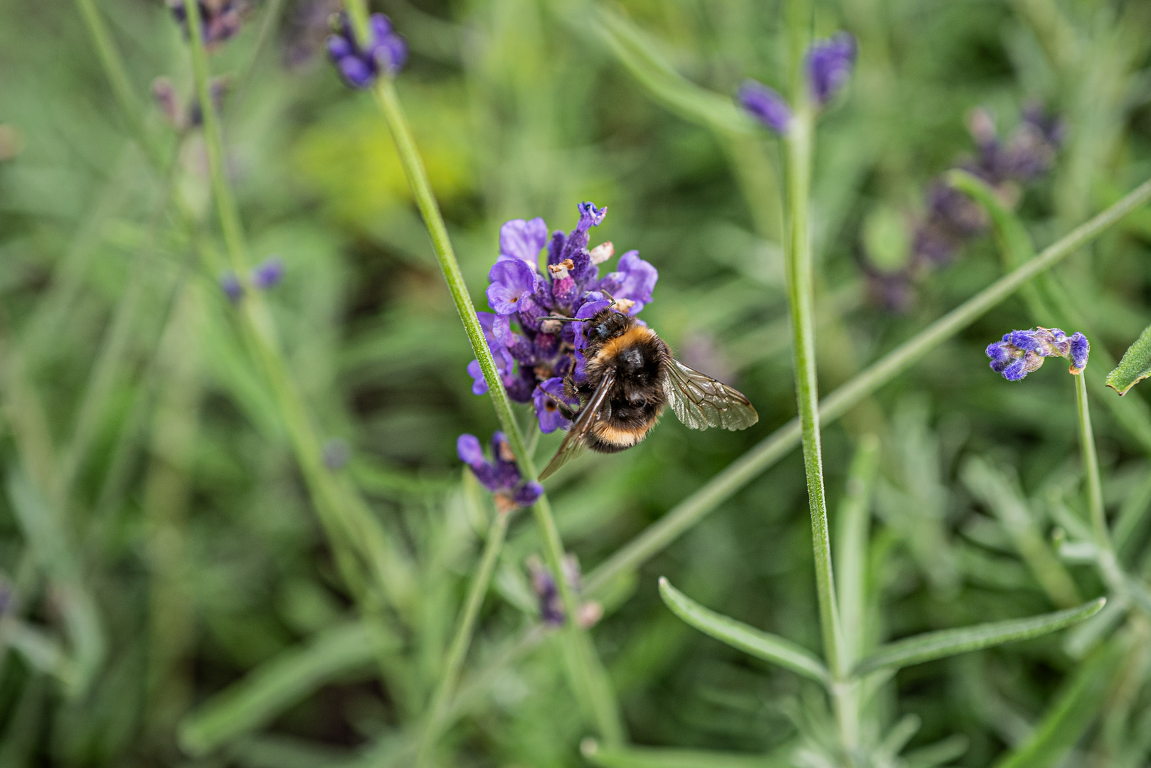 Hummel sind wichtig