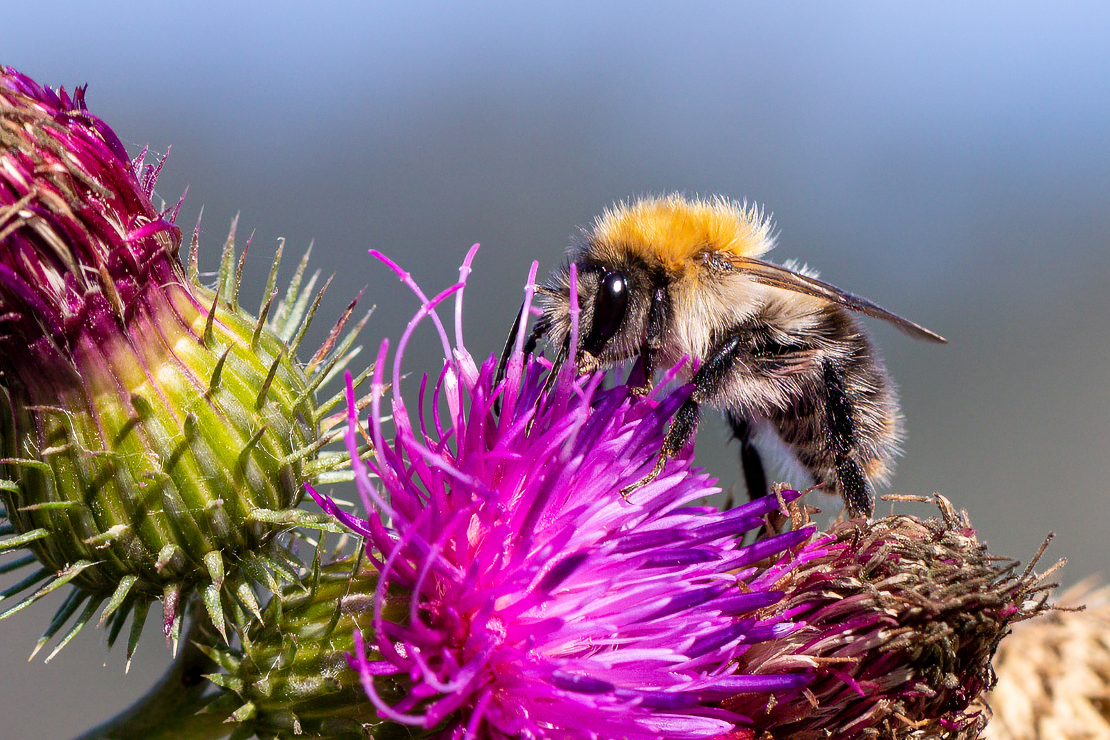 Hummel sitzt auf Distel