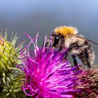 Hummel sitzt auf Distel