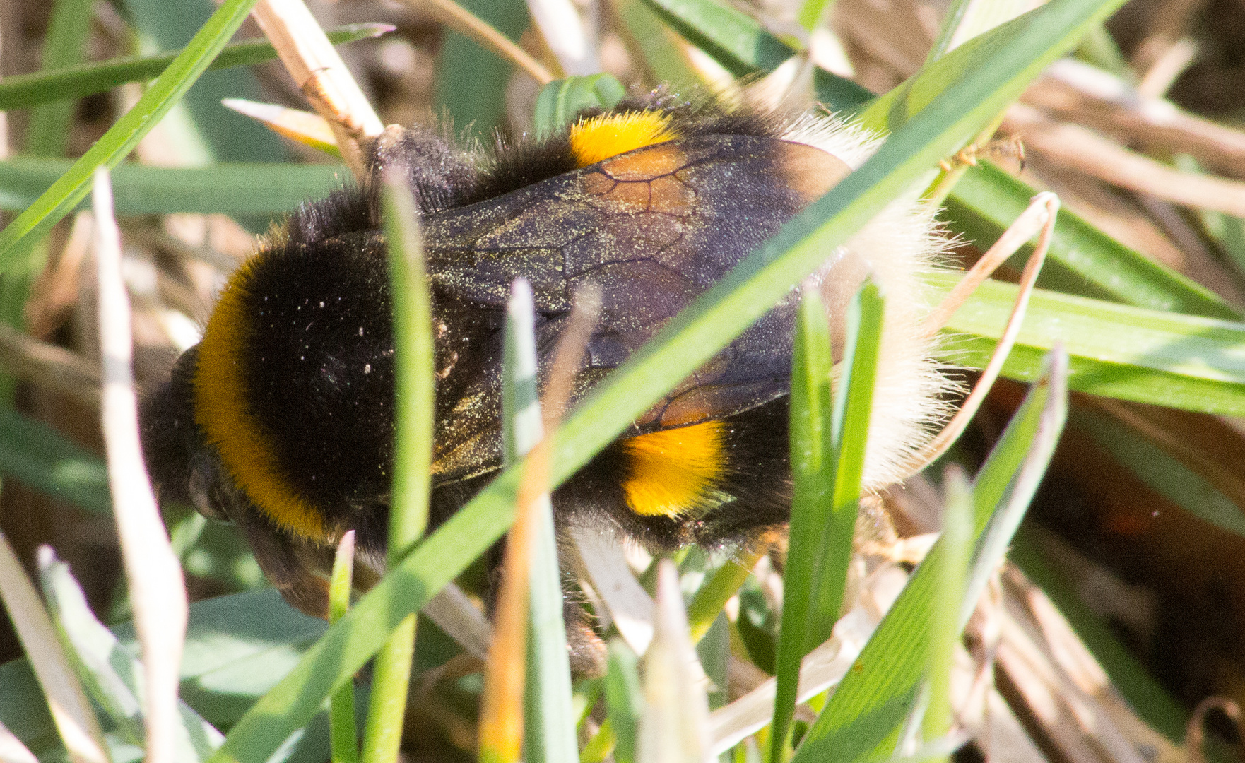 Hummel spielt verstecken