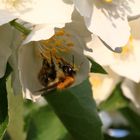 Hummel stärkt sich am falschen Jasmin