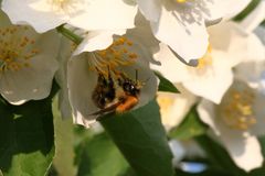 Hummel stärkt sich am falschen Jasmin