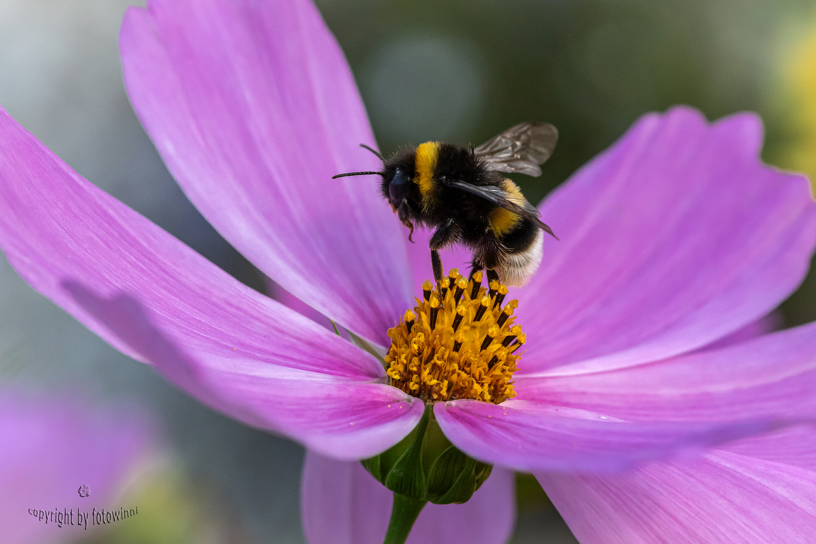 Hummel - Start zur nächsten Blüte