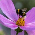 Hummel - Start zur nächsten Blüte