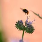 Hummel startet durch