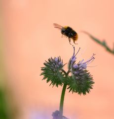 Hummel startet durch