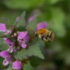 Hummel steuert eine Taubnessel an 