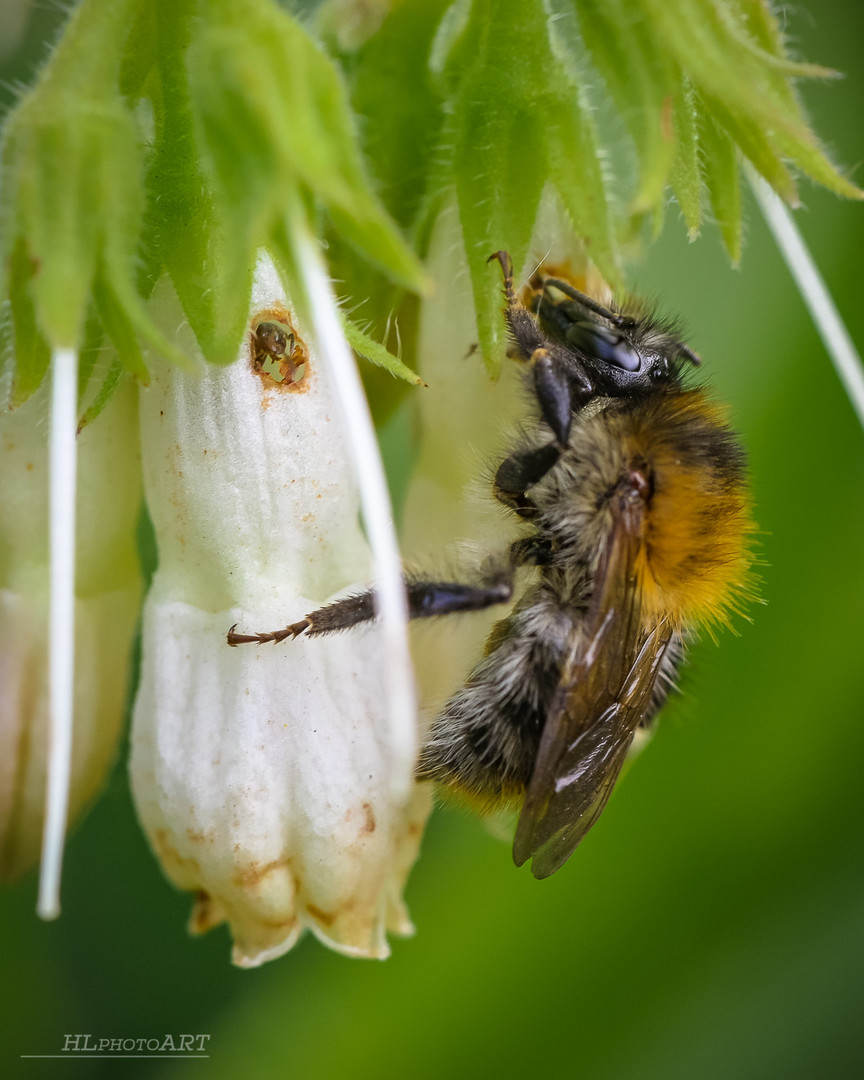 Hummel stört Ameise 