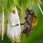 Hummel stört Ameise 