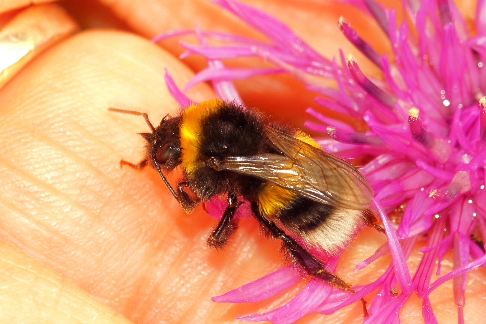 Hummel streicheln