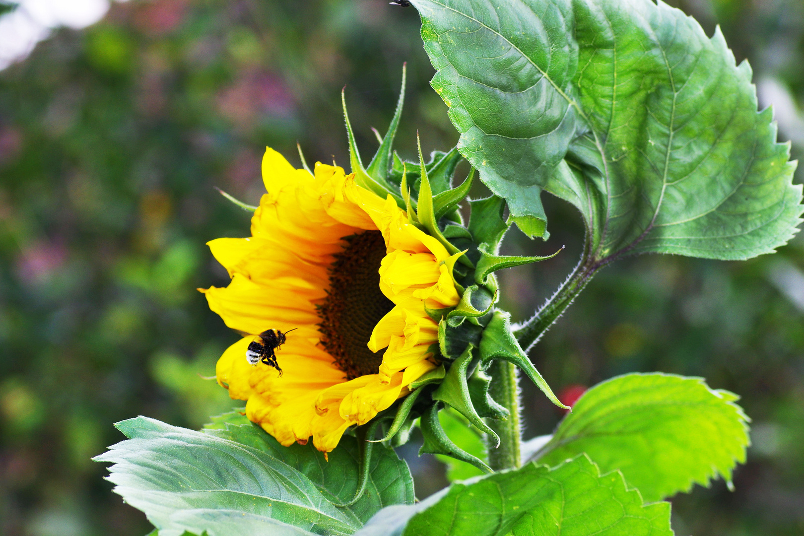 Hummel sucht Landeplatz