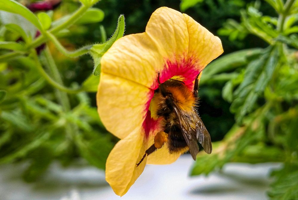 "Hummel sucht Nektar"