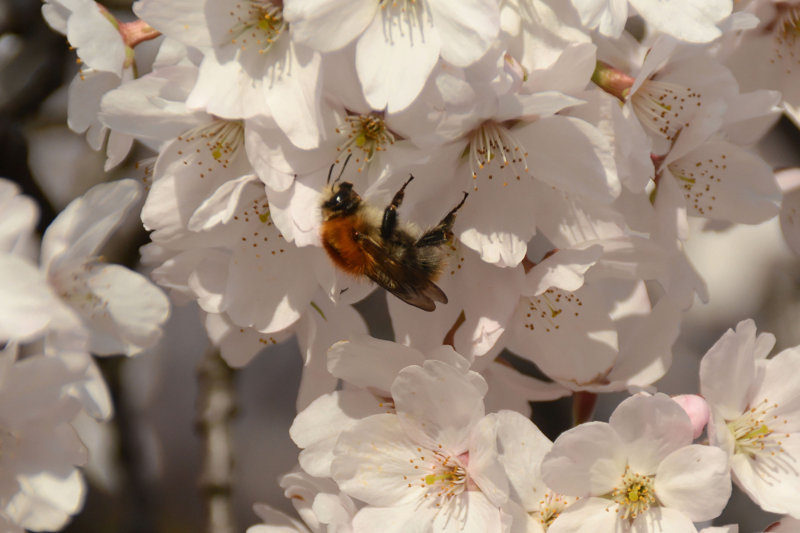 Hummel sucht Nektar