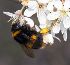 Hummel sucht Nektar