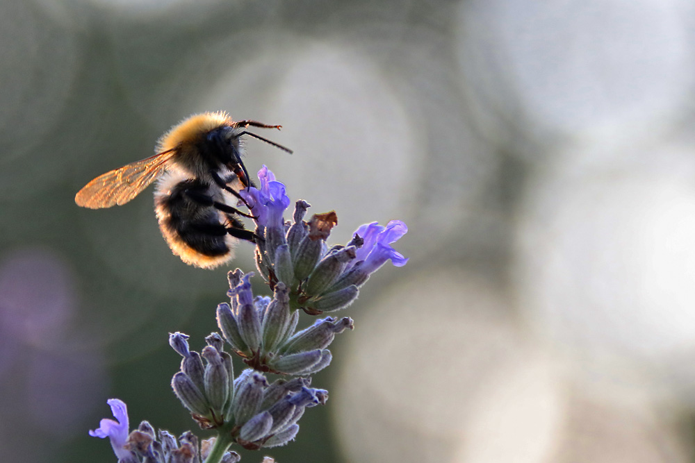 "Hummel-Tanz" am Lavendel bei Sonnenuntergang