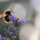 "Hummel-Tanz" am Lavendel bei Sonnenuntergang