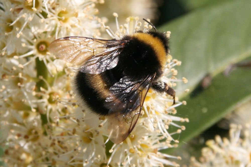 Hummel - tierische Besucher der BUGA Schwerin