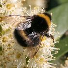 Hummel - tierische Besucher der BUGA Schwerin