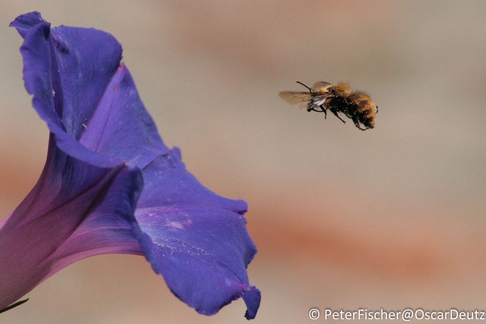 Hummel, Toskana