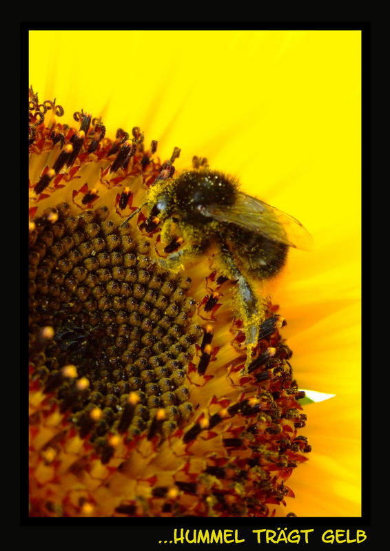 ...Hummel trägt Gelb