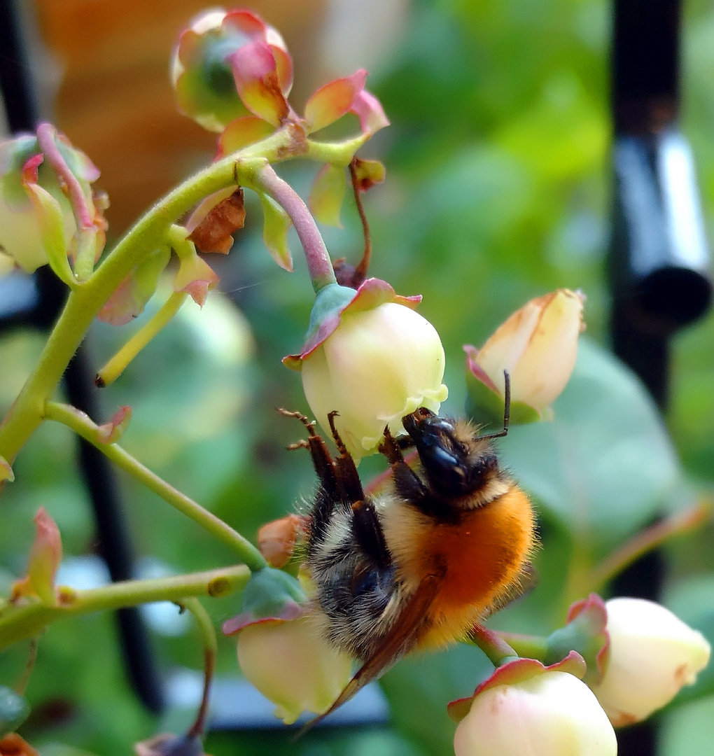 Hummel trifft Heidelbeere (Makro)