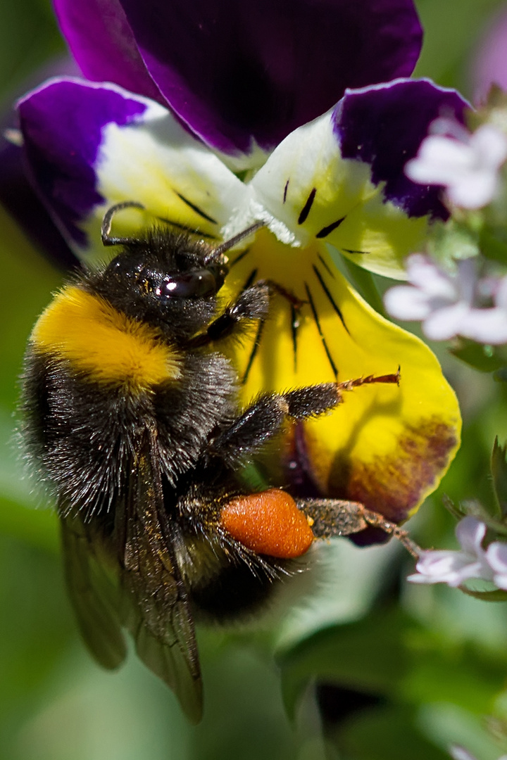 Hummel trifft Hornveilchen