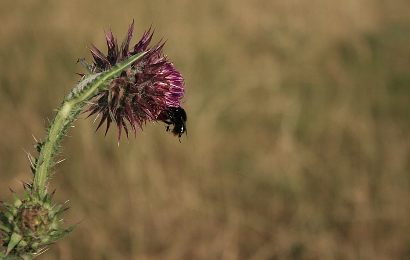 Hummel trifft Mariendistel - Ameise trifft Hummel