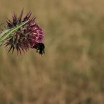 Hummel trifft Mariendistel - Ameise trifft Hummel