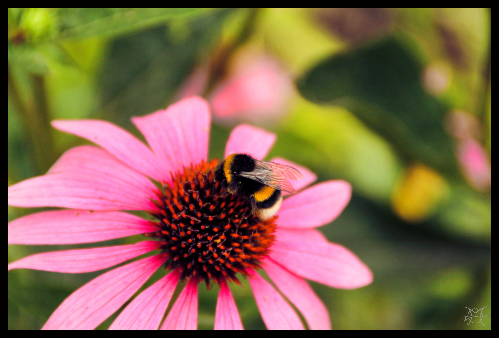 Hummel trink dich satt