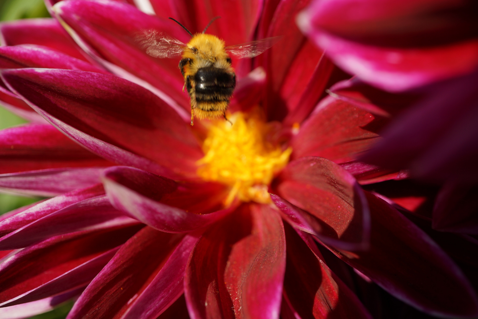 Hummel über Dahlie