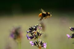 Hummel über Lavendel