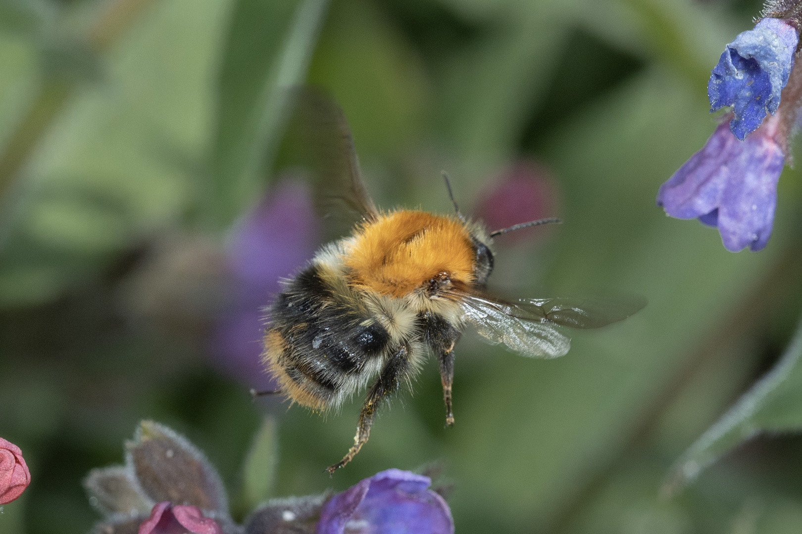 Hummel über Lungenkraut