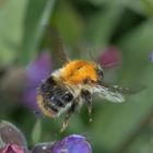 Hummel über Lungenkraut