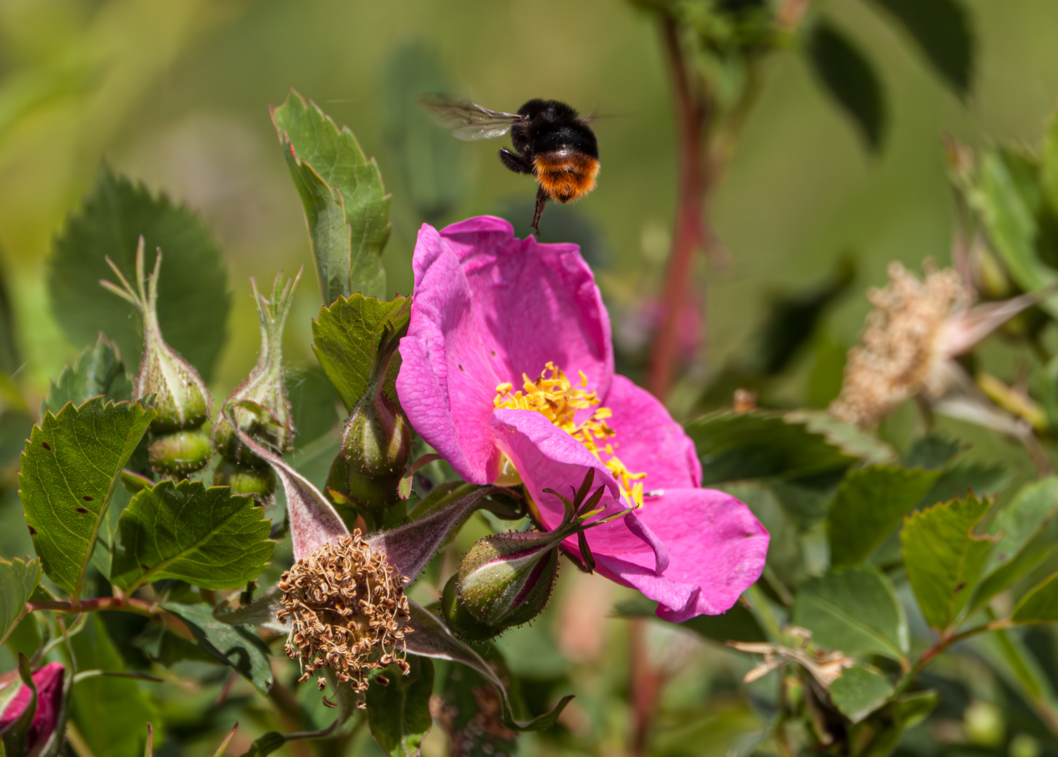 Hummel über Wildrose