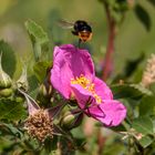 Hummel über Wildrose