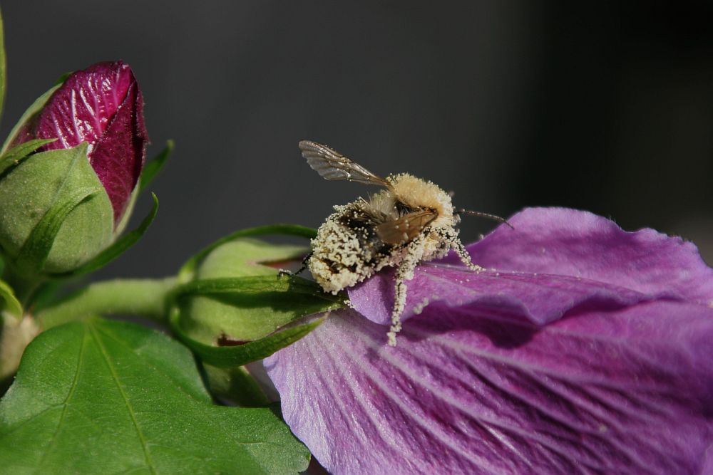 Hummel, übersäht mit Hibiskus-Pollen