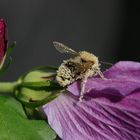 Hummel, übersäht mit Hibiskus-Pollen