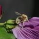 Hummel, bersht mit Hibiskus-Pollen