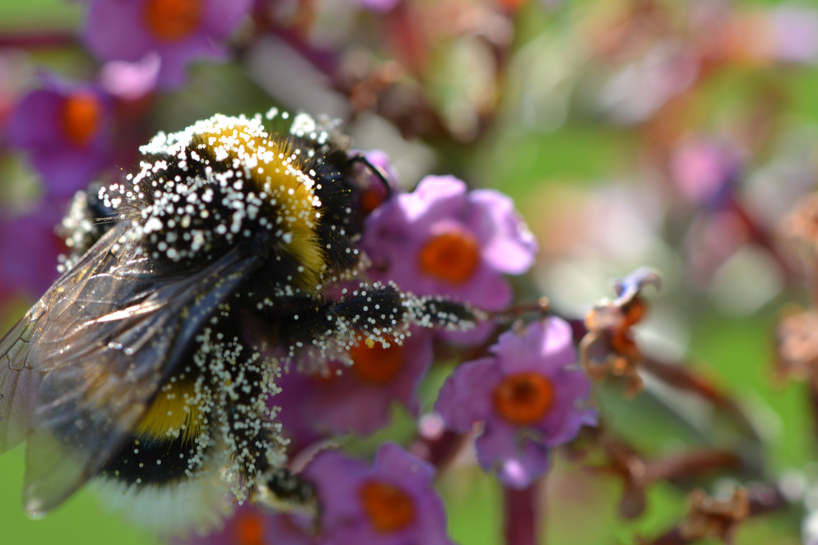 Hummel umgeben von Blütenstaub