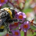 Hummel umgeben von Blütenstaub