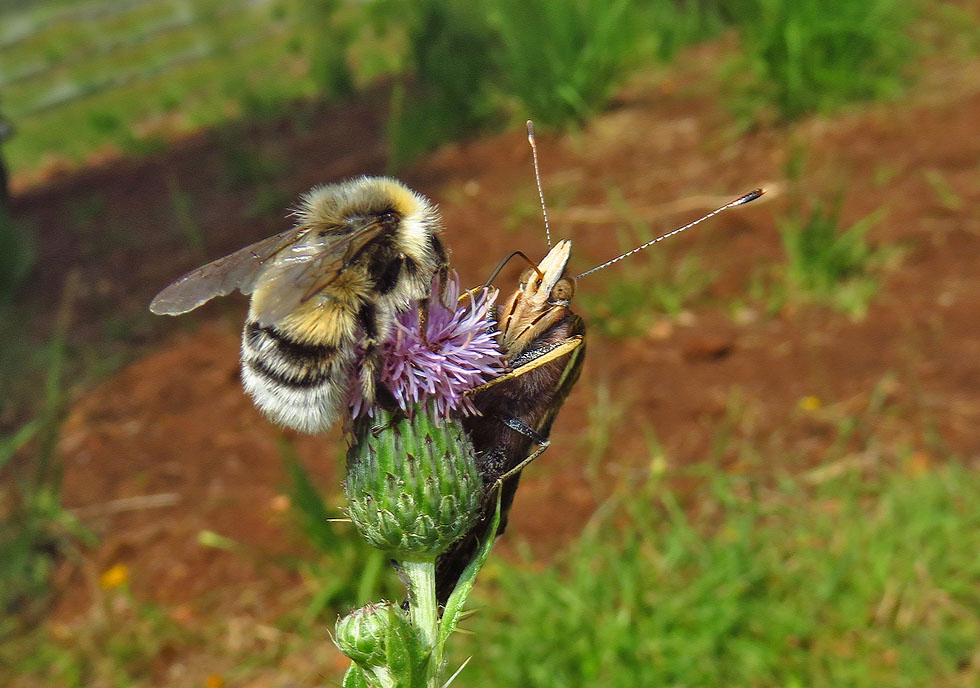 Hummel und Admiral