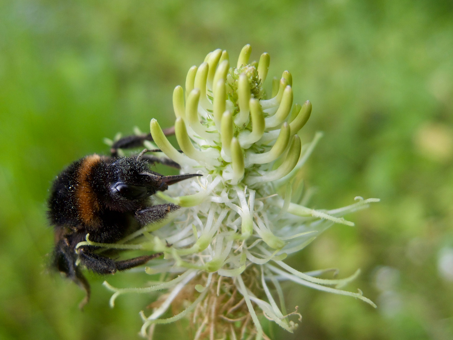 Hummel und Ährige Teufelskralle